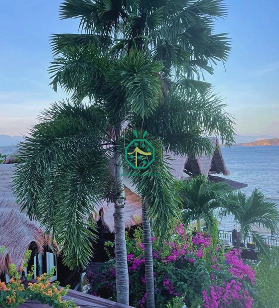 tetto in paglia sintetica per resort di immersione a Batangas nelle Filippine